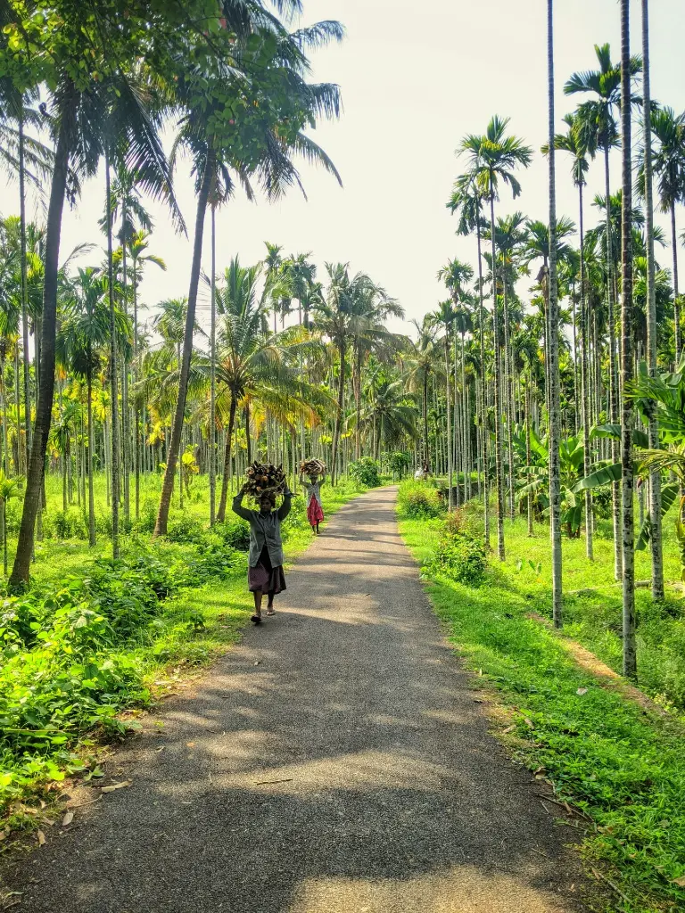 unsplash_Mt5jVH-8tYo_Kerala.webp.jpg.jpg