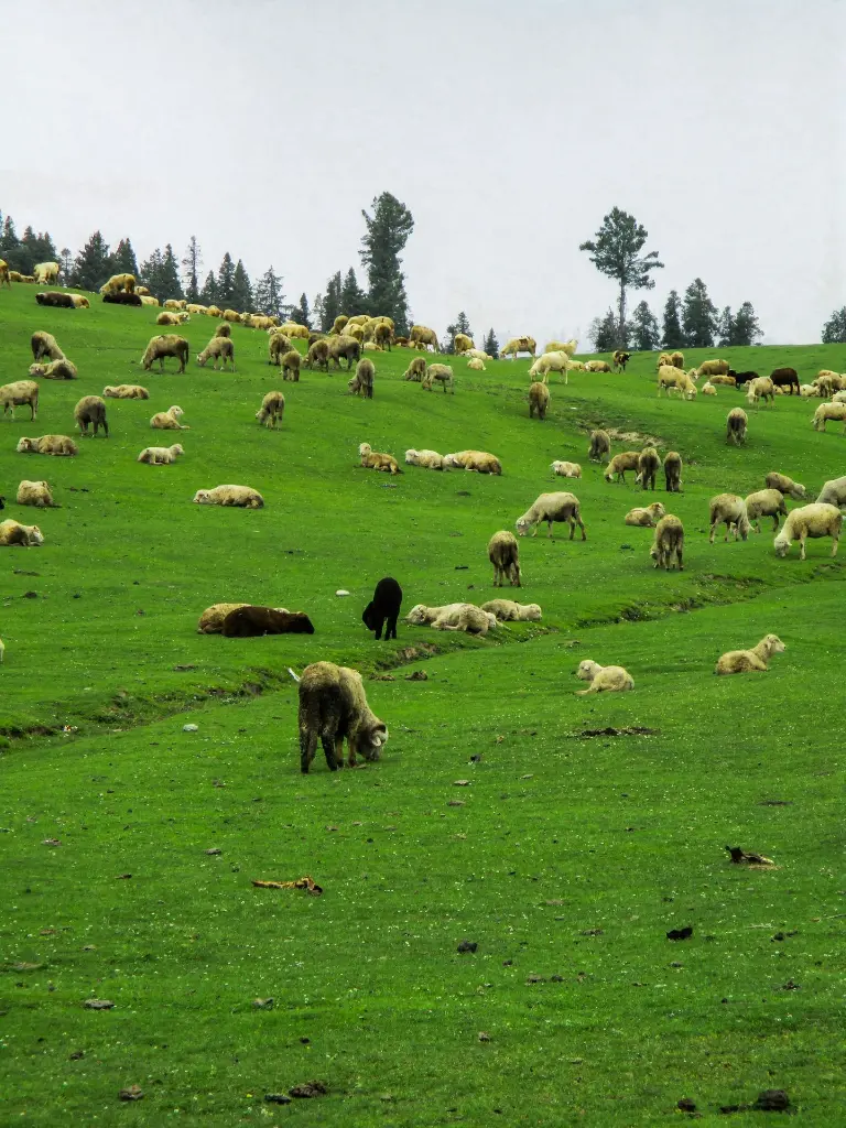 unsplash_5NKp3ozgiqU_Jammu Kashmir.webp.jpg