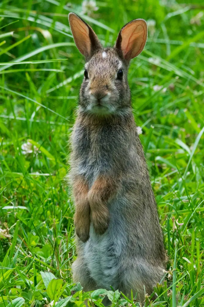 unsplash_t_KXIYrcwLE_Rabbit.webp