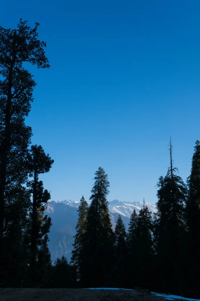 unsplash_l79mT7vOtrA_Himalayan .webp.jpg.jpg