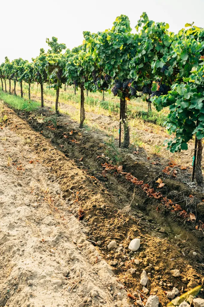 unsplash_mtJpJ3TRTdg_Sula Vineyards.webp